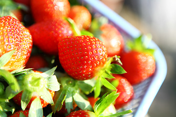 Image showing Fresh picked strawberries