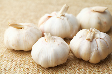 Image showing Garlic