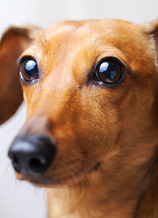 Image showing Dachshund dog