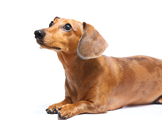 Image showing Setting dachshund dog