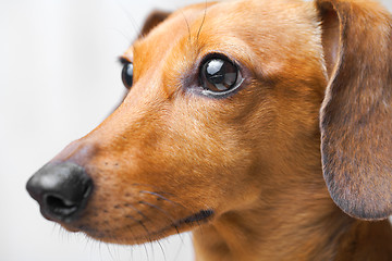 Image showing Dachshund Dog