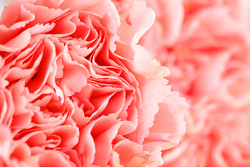 Image showing Pink carnation flower close up