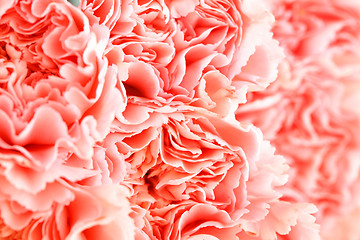 Image showing Pink carnation flower close up