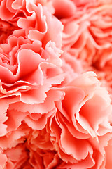 Image showing Pink carnation flower close up