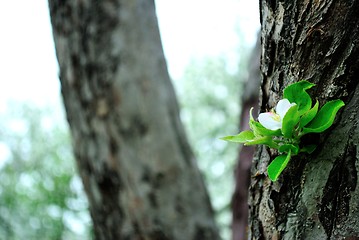 Image showing I want to bloom, too