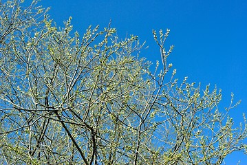 Image showing Spring web