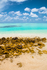 Image showing the tropical sea with blue water, Maldives