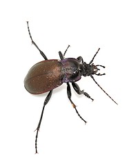 Image showing Ground beetle