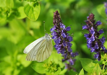 Image showing White butterfly