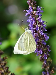 Image showing Butterfly on flower