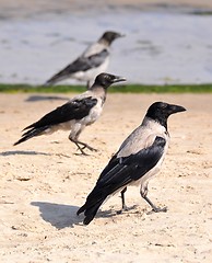 Image showing Crows