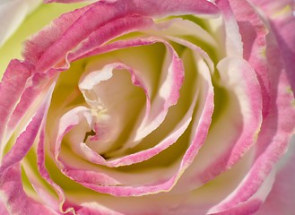 Image showing Pink rose