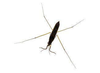 Image showing water strider