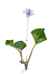 Image showing Viola palustris