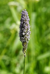 Image showing Grass pollen