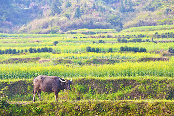 Image showing Rape flowers and cow at farmland in China