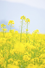 Image showing Rape flowers field, canola on blue sky.