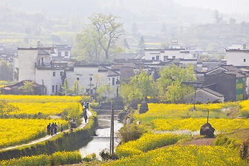 Image showing Rural landscape in Wuyuan, China with many rape flowers.