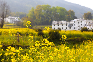 Image showing Rural landscape in Wuyuan, China with many rape flowers.