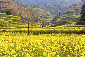 Image showing Rape flowers field in spring