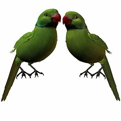 Image showing Parakeet