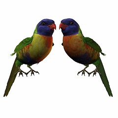 Image showing Rainbow Lorikeet