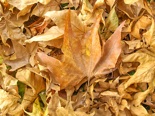 Image showing Falling leaves