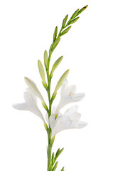 Image showing Lilies