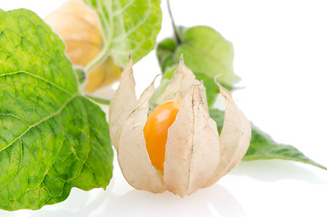 Image showing Physalis