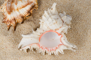 Image showing Conchs and shells 