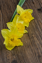 Image showing Jonquil flowers