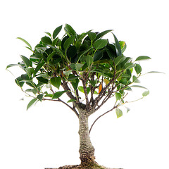 Image showing Chinese green bonsai tree