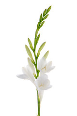 Image showing Lilies