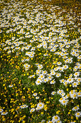 Image showing Field of daisies