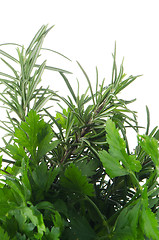 Image showing Fresh herbs