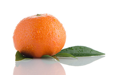 Image showing Fresh orange mandarin