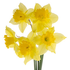 Image showing Jonquil flowers