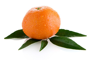 Image showing Fresh orange mandarin