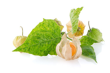 Image showing Physalis