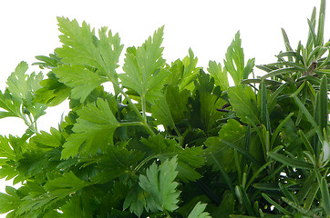 Image showing Fresh herbs