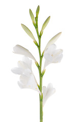 Image showing Lilies