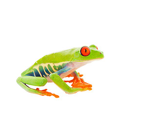 Image showing Sitting Frog