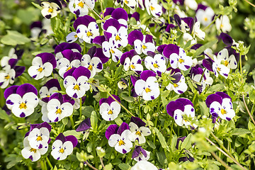 Image showing Pansy flowers in garden