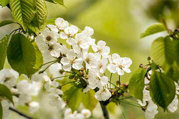 Image showing New cherry blossoms