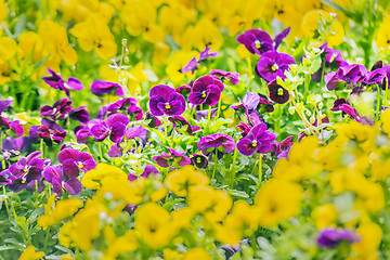 Image showing Purple pansy flowers