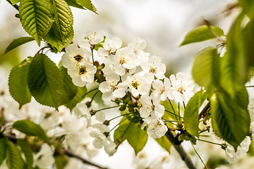 Image showing Beautiful blossoms