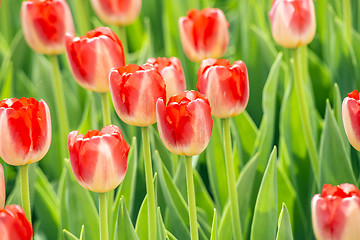 Image showing Beautiful tulips