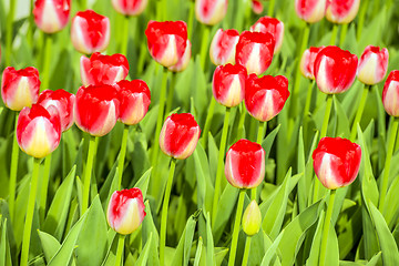 Image showing Red tulips