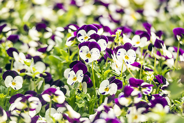 Image showing Beautiful pansy flowers in garden