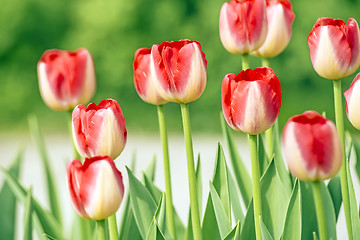 Image showing Red new tulips